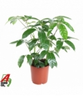 Schefflera