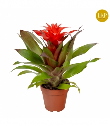 Guzmania