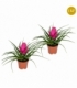 Tillandsia