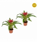 Guzmania