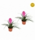 Tillandsia