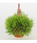 Rhipsalis