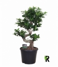 Ficus
