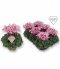 Cyclamen