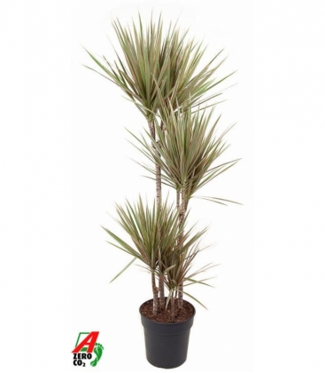Dracaena