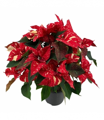 Poinsettia