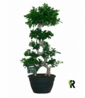 Ficus