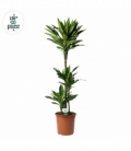 Dracaena