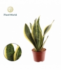 Sansevieria