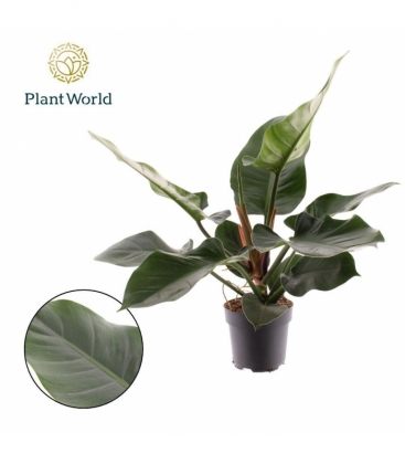 Philodendron