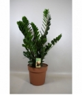 Zamioculcas