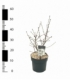 Prunus