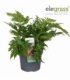 Dryopteris