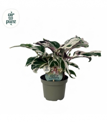 Calathea