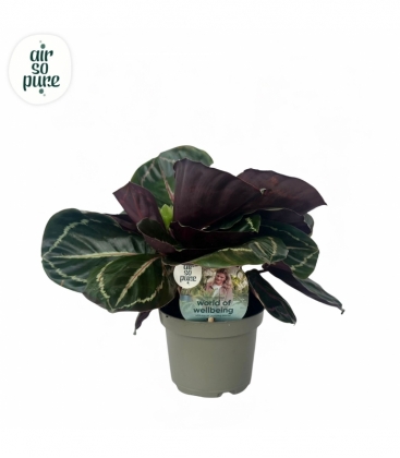 Calathea