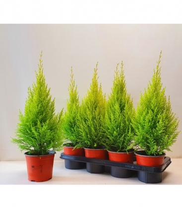 Cupressus