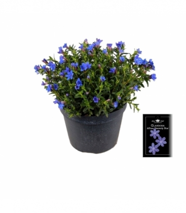 Lithodora
