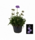 Scabiosa