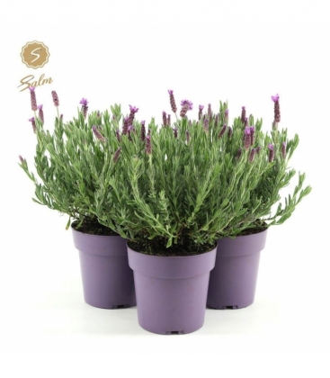 Lavandula