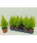 Cupressus