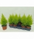 Cupressus