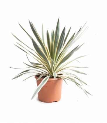 Yucca