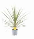 Cordyline