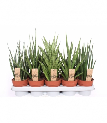 Sansevieria