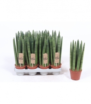 Sansevieria