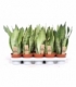 Sansevieria