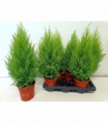 Cupressus