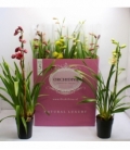 Cymbidium