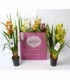 Cymbidium