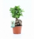 Ficus