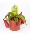 Nepenthes