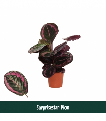 Calathea