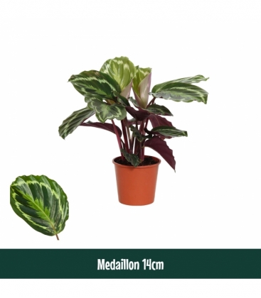 Calathea