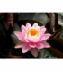 Nymphaea