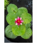 Nymphaea
