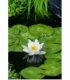Nymphaea