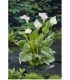 Zantedeschia