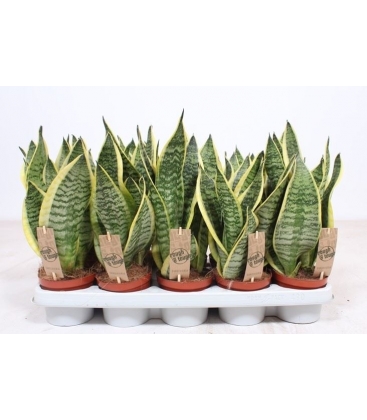 Sansevieria