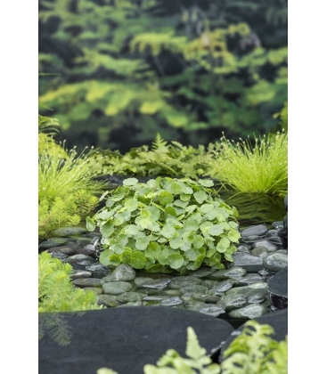Hydrocotyle