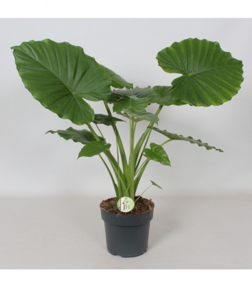 Alocasia