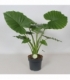Alocasia