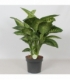 Dieffenbachia