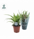 Chlorophytum