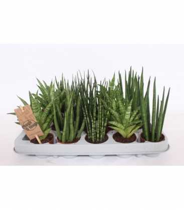 Sansevieria