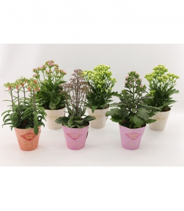 Kalanchoe