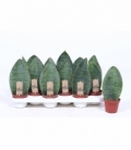 Sansevieria
